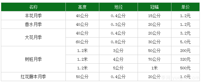 月季花多少錢(qián)一株？月季花的繁殖方法和養殖方法(圖1)