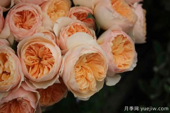 好期在四時(shí)，深?lèi)?ài)如長(cháng)風(fēng)，摯愛(ài)月季(圖5)