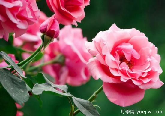 月季和玫瑰如何區分？圖解科普很詳細(圖1)