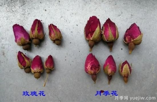 月季和玫瑰如何區分？圖解科普很詳細(圖2)