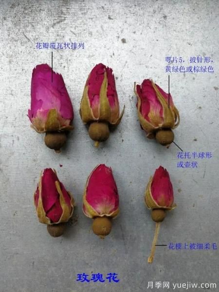 月季和玫瑰如何區分？圖解科普很詳細(圖3)