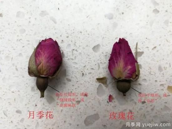 月季和玫瑰如何區分？圖解科普很詳細(圖5)