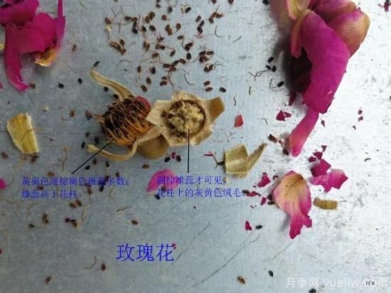 月季和玫瑰如何區分？圖解科普很詳細(圖6)