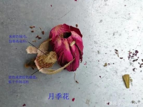 月季和玫瑰如何區分？圖解科普很詳細(圖7)