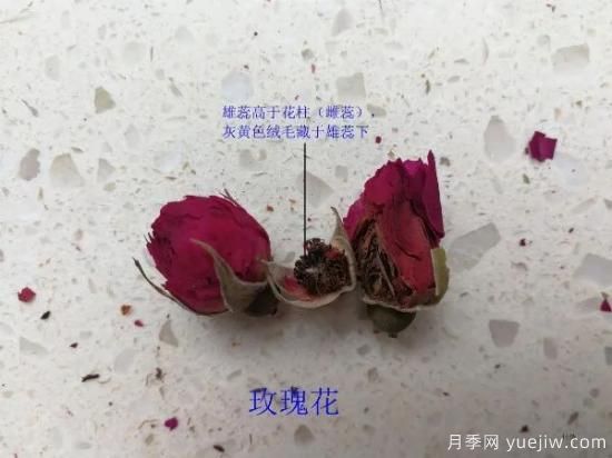 月季和玫瑰如何區分？圖解科普很詳細(圖8)