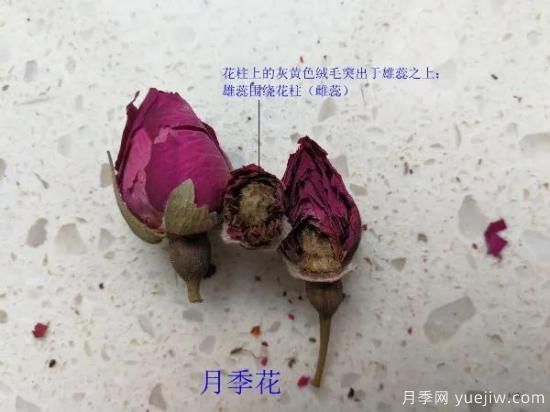 月季和玫瑰如何區分？圖解科普很詳細(圖9)