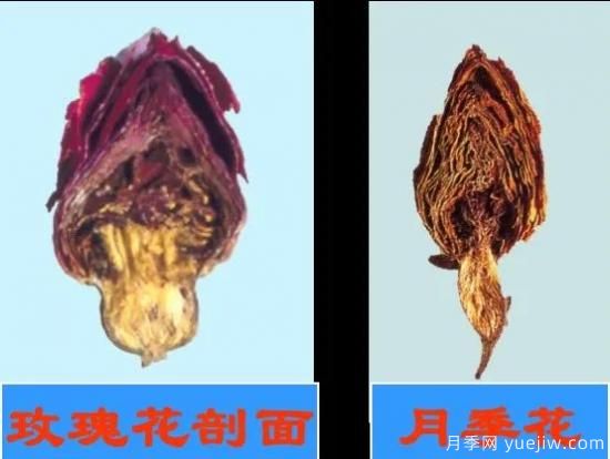 月季和玫瑰如何區分？圖解科普很詳細(圖10)