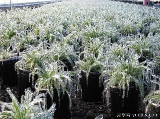 植物受凍后，怎么高效救治？(圖1)