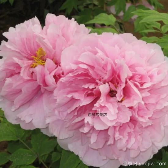 肉芙蓉牡丹，菏澤粉色品種特點(diǎn)介紹(圖1)
