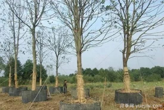 容器苗與傳統的大地育苗相比，優(yōu)點(diǎn)顯而易見(jiàn)(圖1)