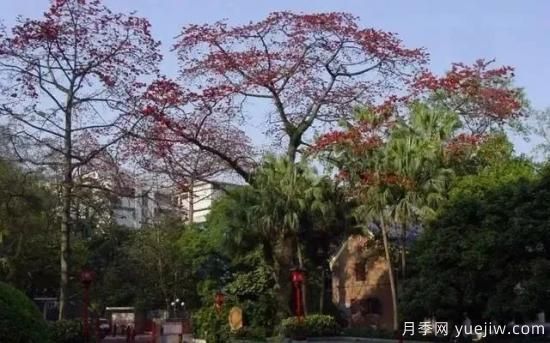 廣東有六株古樹(shù)入選中國***美古樹(shù)(圖4)