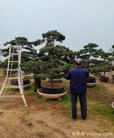 南陽(yáng)溧河鄉引進(jìn)苗木基地 助力鄉村振興(圖2)
