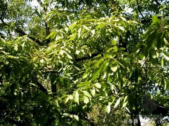 景觀(guān)人必知的行道樹(shù)知識！附30種常用落葉喬木介紹(圖3)