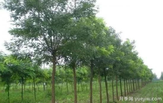 苗木長(cháng)勢弱怎么辦？(圖1)