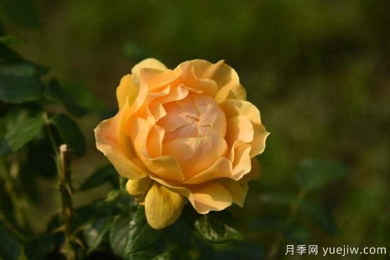 盆栽月季花苗的正確養殖方法(圖1)