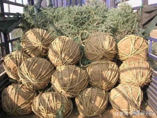 苗木取苗土球該多大合適呢？園林綠化施工挖樹(shù)穴的講究(圖1)