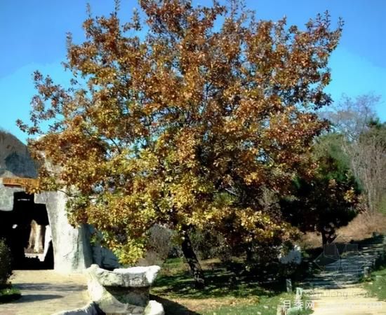 景觀(guān)人必知的行道樹(shù)知識！附30種常用落葉喬木介紹(圖6)