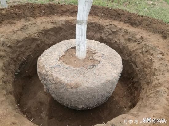 苗木取苗土球該多大合適呢？園林綠化施工挖樹(shù)穴的講究(圖2)