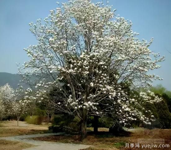 景觀(guān)人必知的行道樹(shù)知識！附30種常用落葉喬木介紹(圖10)