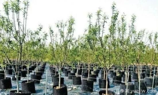容器苗怎么固定才能防止傾倒？(圖1)