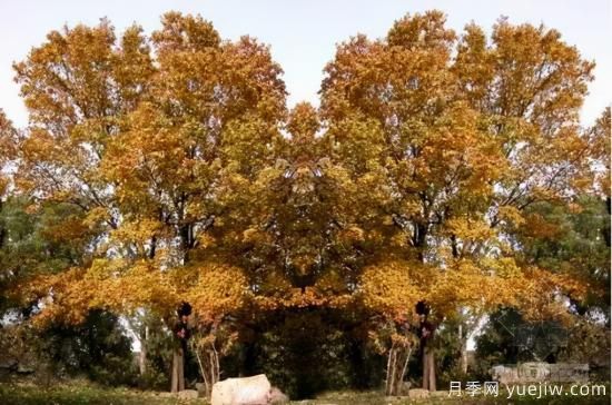 景觀(guān)人必知的行道樹(shù)知識！附30種常用落葉喬木介紹(圖12)