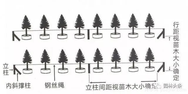 容器苗怎么固定才能防止傾倒？(圖2)