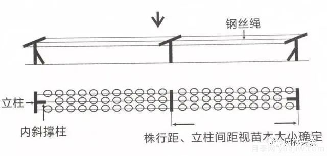 容器苗怎么固定才能防止傾倒？(圖3)
