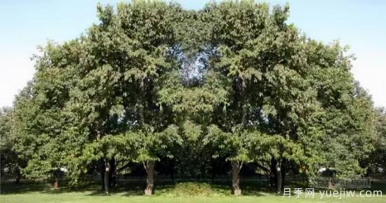 景觀(guān)人必知的行道樹(shù)知識！附30種常用落葉喬木介紹(圖13)