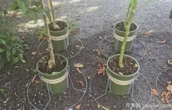 容器苗怎么固定才能防止傾倒？(圖5)