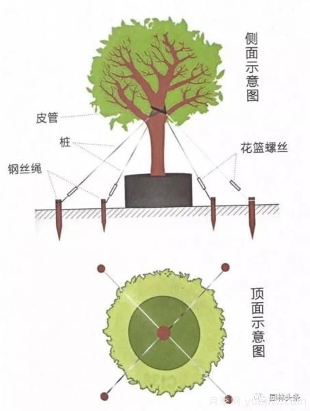 容器苗怎么固定才能防止傾倒？(圖4)