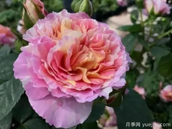 淘汰掉的6款藤本月季，經(jīng)典就是適合的嗎？(圖2)