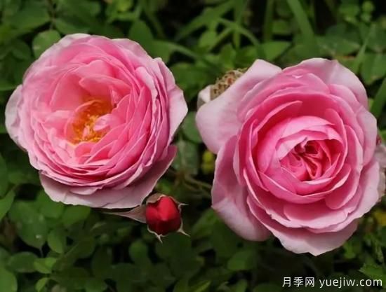 淘汰掉的6款藤本月季，經(jīng)典就是適合的嗎？(圖3)