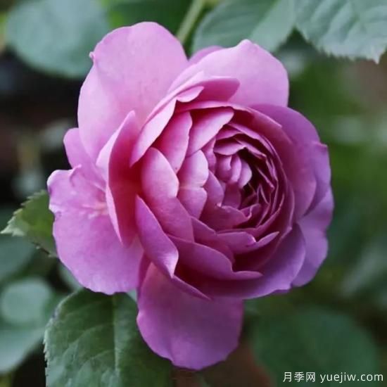 淘汰掉的6款藤本月季，經(jīng)典就是適合的嗎？(圖4)