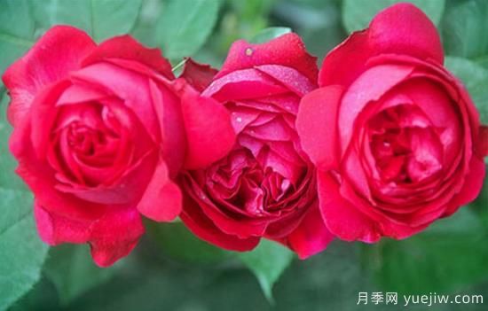 淘汰掉的6款藤本月季，經(jīng)典就是適合的嗎？(圖5)