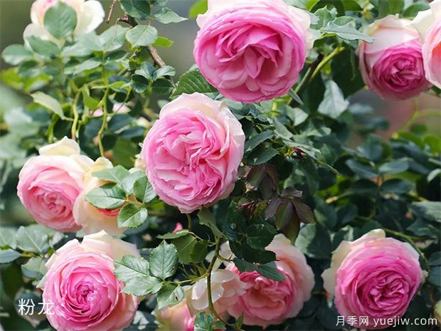 推薦10種好聽(tīng)又唯美的常見(jiàn)月季花(圖1)