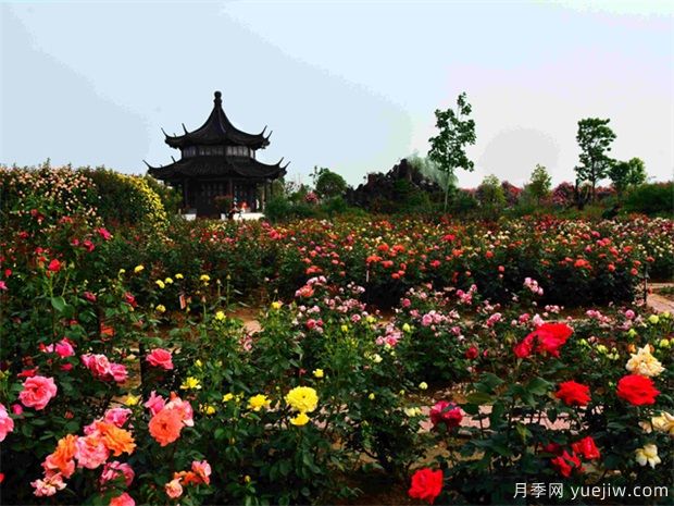 月季名園：中國月季園/南陽(yáng)月季博覽園(圖4)