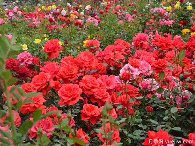 鷹潭月季市花文化和景觀(guān)圖集(圖1)