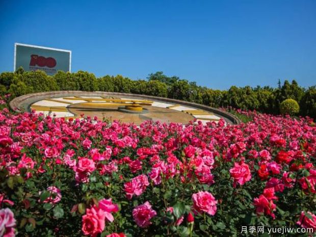 煙臺月季市花文化和景觀(guān)圖集(圖1)