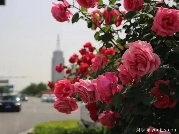 邢臺月季市花文化和景觀(guān)圖集(圖1)