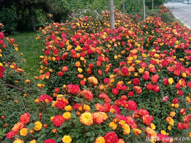 鄒城月季市花文化和景觀(guān)圖集(圖2)