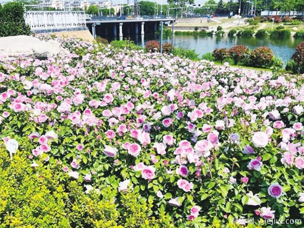 膠州月季市花文化和景觀(guān)圖集(圖1)