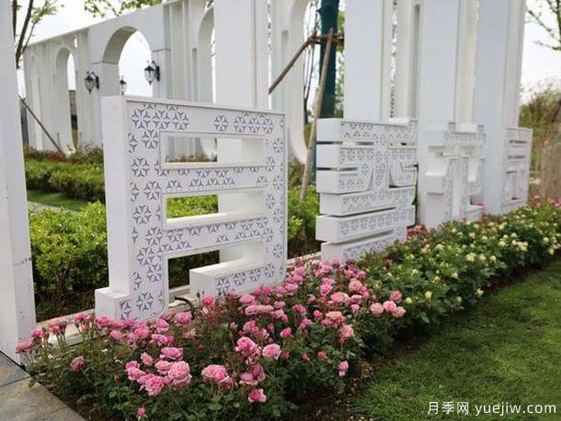 膠州月季市花文化和景觀(guān)圖集(圖2)