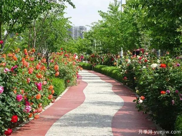 膠州月季市花文化和景觀(guān)圖集(圖3)