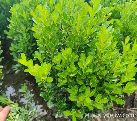 豆瓣黃楊怎么養？(圖1)