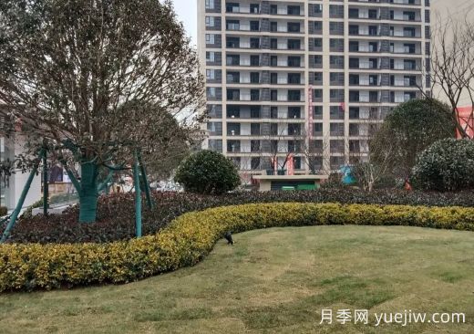 景觀(guān)綠化龜背式種植施工工藝(圖1)