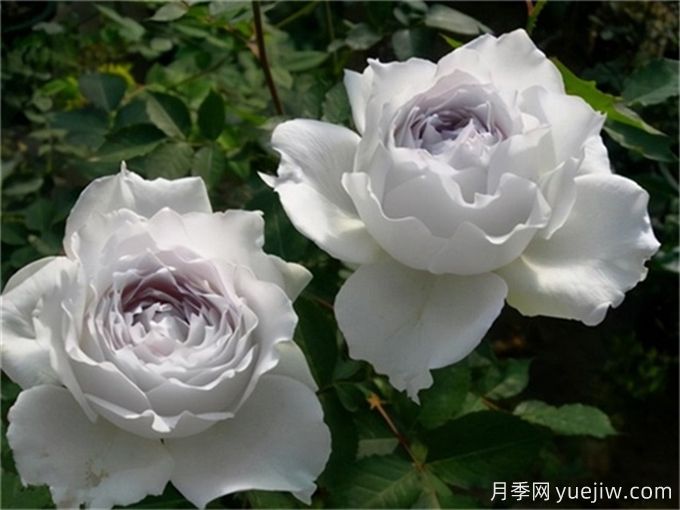 推薦11個(gè)香味濃郁的月季品種，開(kāi)花令人陶醉(圖4)