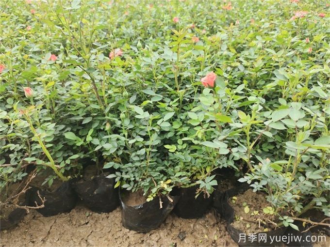 園林花木如何做好重施秋肥？(圖1)