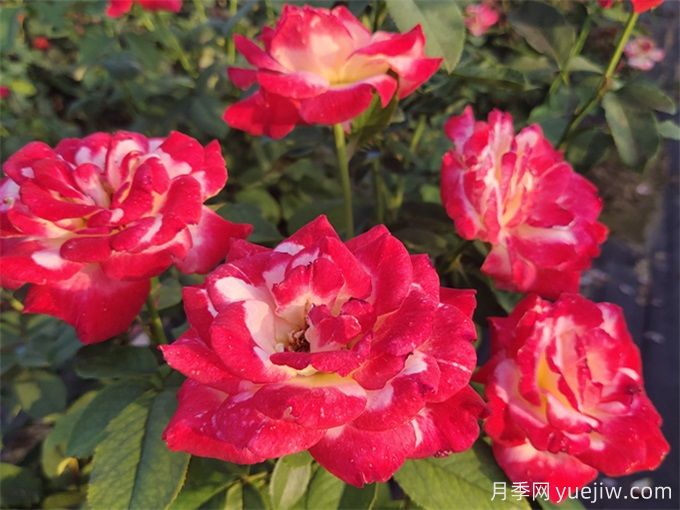 大花月季的種植方法和注意環(huán)節(圖3)