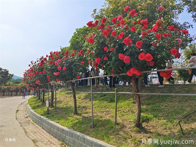 園林綠化養護作業(yè)安全注意事項22條(圖1)