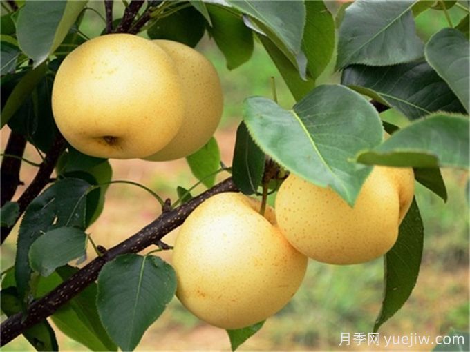 10種適合庭院種植的果樹(shù)，實(shí)現水果自由(圖1)